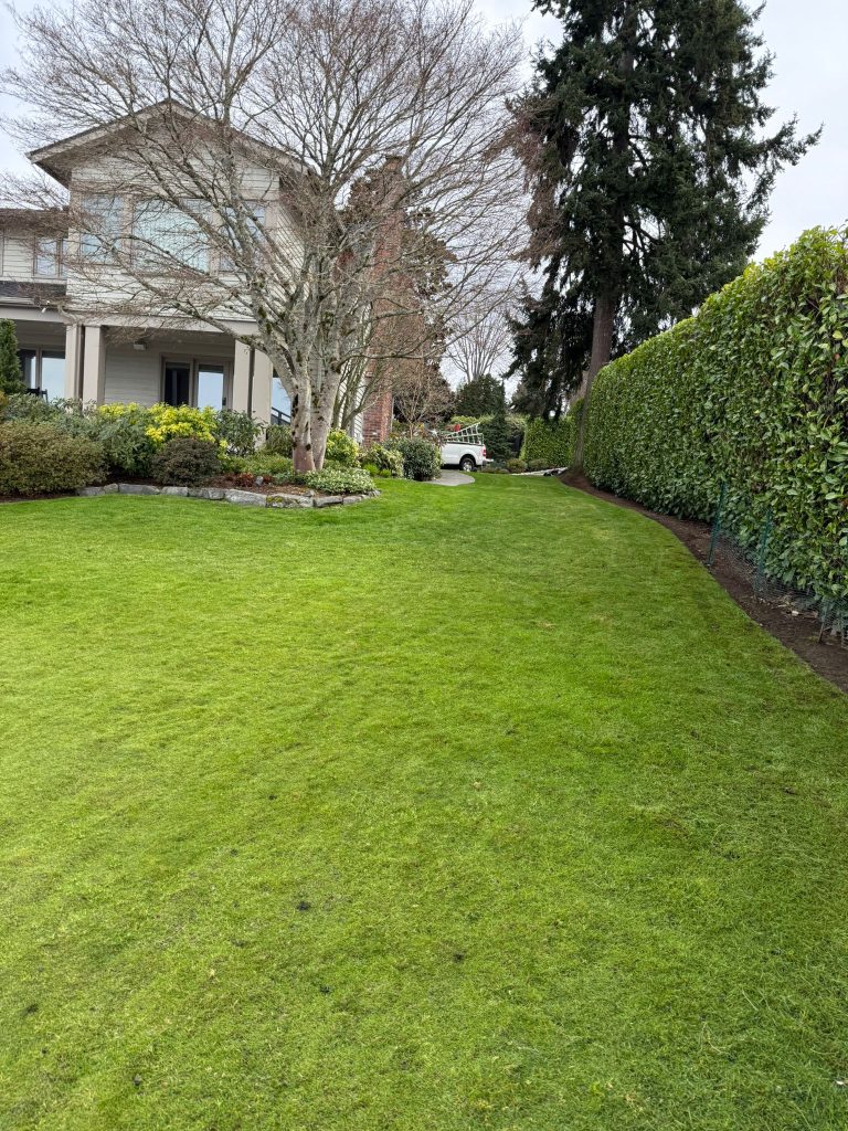 a garden with greenery grass