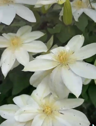 white color flower so beautiful