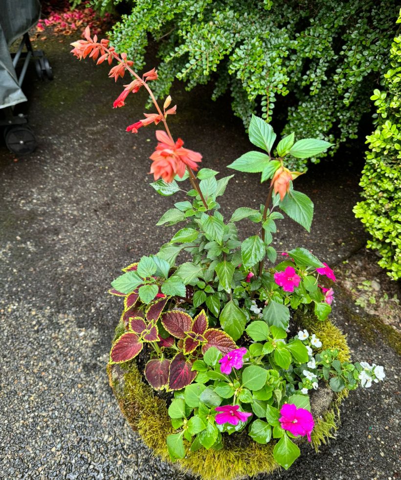 beautiful flowers