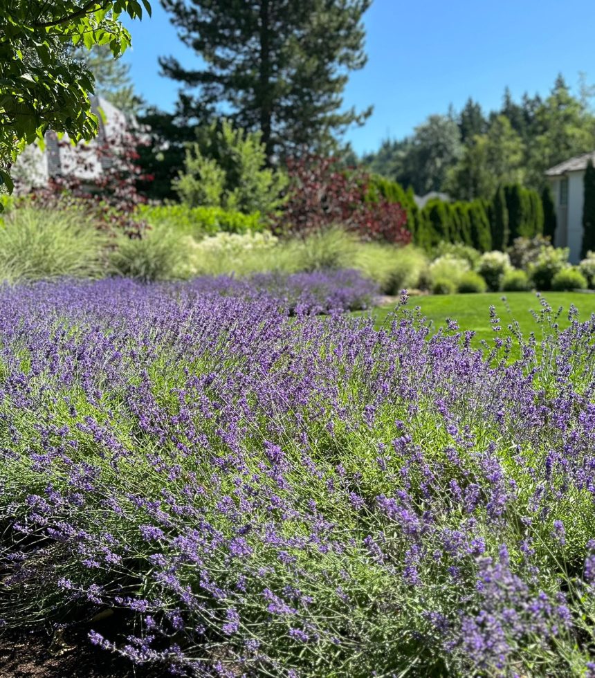 purple color flowers